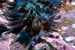 Blue Dragon nudibranchs are very common to the southeast coast of Australia and have a few color variations. Juveniles are white with blue rhinophores, and adults vary from dark purple to lavender to golden brown.