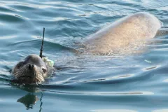 Sea lion with data collector on back.