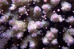 A purple hard coral releases bundles of pink eggs glued together with sperm. 