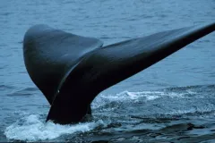 Phoenix the right whale diving in North Atlantic.