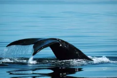 The North Atlantic right whale, Phoenix, lifts her tail up out of the water. 