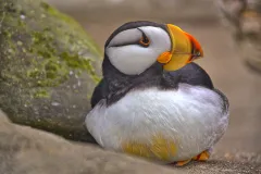 a horned puffin sits among the rocks with its feet tucked under its belly