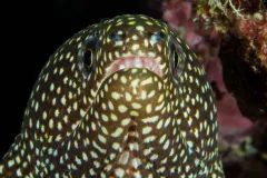 A close-up image of the face of a whitemouth moray eel. 