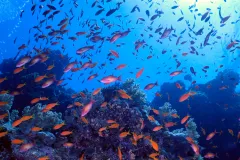 Sea bass flock to a tropical coral reef in the Red Sea.