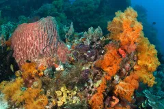 Corals, sponges, and algae are the major components of most coral reef communities as shown in this picture.