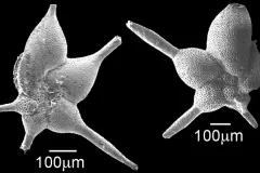 Hantkenina mexicana -- a foram with elongated shell chambers that lived between 45-49 million years ago, during the Eocene Epoch.