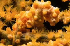 It's a pygmy seahorse (Hippocampus bargibanti), found in Indonesia's biodiverse Coral Triangle and one of the smallest seahorse species in the world! They can change colors like a chameleon to blend into their environment. This helps to protect them from p