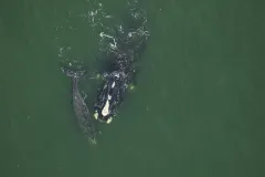 Aerial view of a North Atlantic right whale mother and calf. 