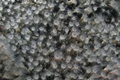 These are the first zoanthids (relatives of coral) recorded at a hydrothermal vent.