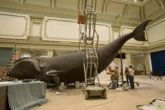 Workers prepare to hoist the model of Phoenix, a North Atlantic Right Whale, into position above the exhibit hall floor in the Smithsonian National Museum of Natural History in Washington, DC.