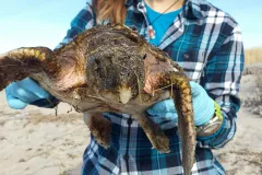 a cold-stunned sea turtle is rescued