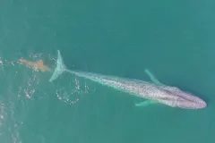 a pink cloud of poop trails behind a blue whale