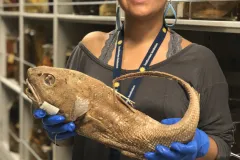 a female scientist with orange glasses holds a preserved fish