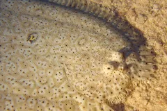 The Moses sole blends in with the bottom of the seafloor and releases a natural shark repellant when threatened.
