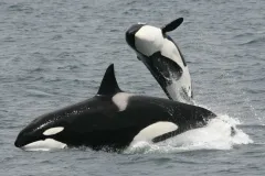 An adult and juvenile killer whale frolic in the water. 