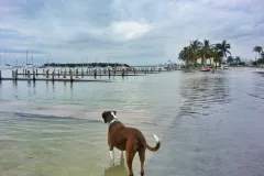 Flooding in Florida from a "King tide."