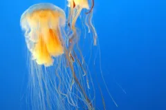 Two of the worlds largest jellyfish, the lions mane jellyfish, float together. 