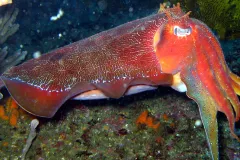 Close-up photograph of a large red cuttlefish.