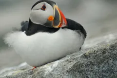 A puffin sits on a rock. 