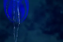 a blue ctenophore