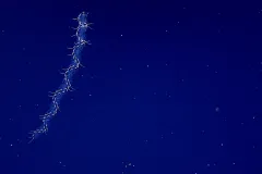 a glowing deep sea creature