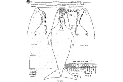 A drawing of Phoenix from the North Atlantic Right Whale Catalog documents her callosity pattern and other identifying marks.