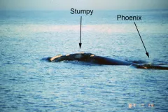 January 14, 1987: Phoenix is first spotted as she swims with her mother, Stumpy, off the coast of Georgia.