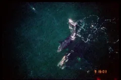 In 1996, at age nine, Phoenix has her first calf (North Atlantic right whale #2605) off the southeast coast of Florida.