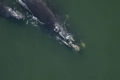 In December 2003, researchers spot Phoenix off the coast of Florida with her second calf.