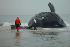 Phoenix’s mother, Stumpy (number 1004), was killed in a collision with a ship near Virginia in February 2004. She was pregnant with her sixth known calf.