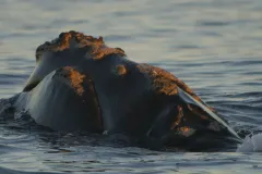 A close up view of Phoenix and the rough patches of skin known as callosities that are found on all North Atlantic right whales.