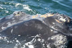Whales are identifiable by their distinct pattern of callosities.