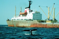 North Atlantic right whales and ocean-going vessels often cross paths.