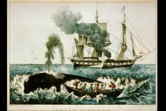 Yankee Whalers: An 1856 Currier &amp; Ives print shows whalers harpooning a right whale.