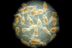 This magnified photo provides a close-up look at copepods—tiny crustaceans that right whales feed on.