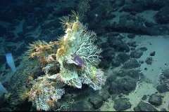 A white coral (Corallium sp.) and two vase sponges (left) grow on an Atlantic Ocean seamount. 