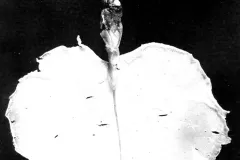 This new species of squid (Magnapinna sp.) was discovered in 1954 in the stomach of a lancetfish.