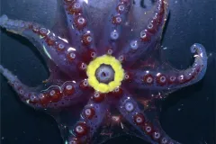 Photograph of the underside of a gelatinous octopus with a bright yellow bioluminescent ring around her mouth.