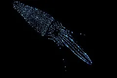 A photo of a squid using bioluminescence to hide in the deep sea. 