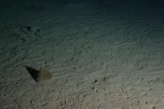 This urchin (Echinocrepis rostrata) leaves tracks as it moves across the ocean floor.