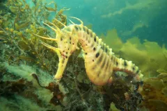 A big-bellied seahorse