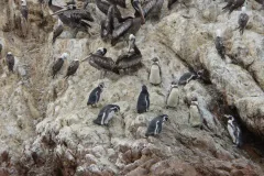 Humboldt penguins stand on island of Islas Ballestas.