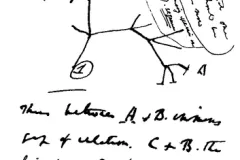 Charles Darwin's first diagram of an evolutionary tree appears in his First Notebook on Transmutation of Species (1837).