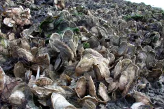 an oyster reef at low tide