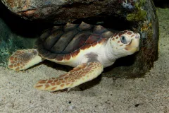 a loggerhead Sea Turtle
