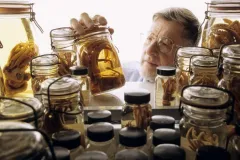 Squid expert Dr. Clyde Roper examines specimens stored in jars in the Smithsonian collection.