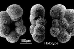 Hedbergella sliteri - this specific specimen is the &quot;holotype&quot; for this species. That means it is the reference point for what all members of the species should look like.