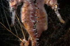 Two thorny seahorses sit back to back underwater. 