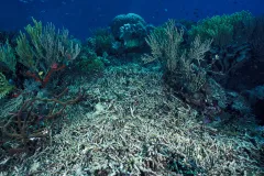 A coral reef covered by silt and sand in the Western Pacific Ocean.