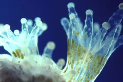 Close-up photograph of translucent coral polyps, showing the symbiotic algae living inside.